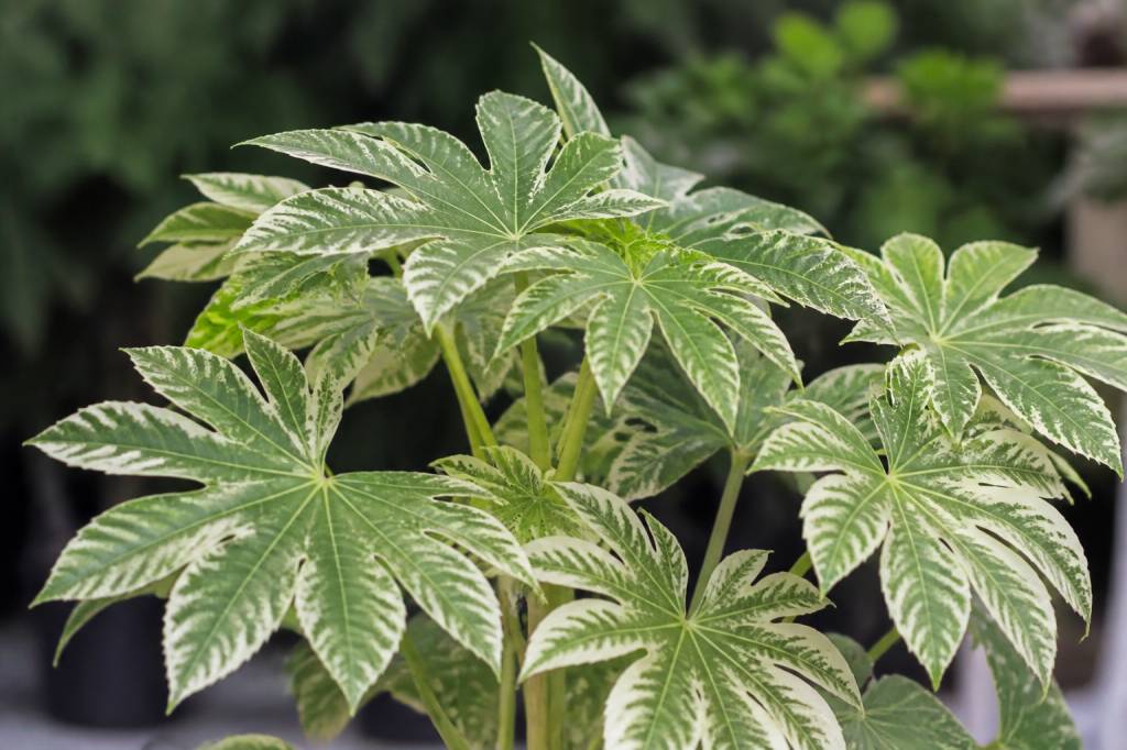 Aralia du japon entretien : conseils pour une plante saine et vigoureuse