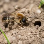 Andrènes ou abeilles de terre : comment les reconnaître et les protéger au jardin