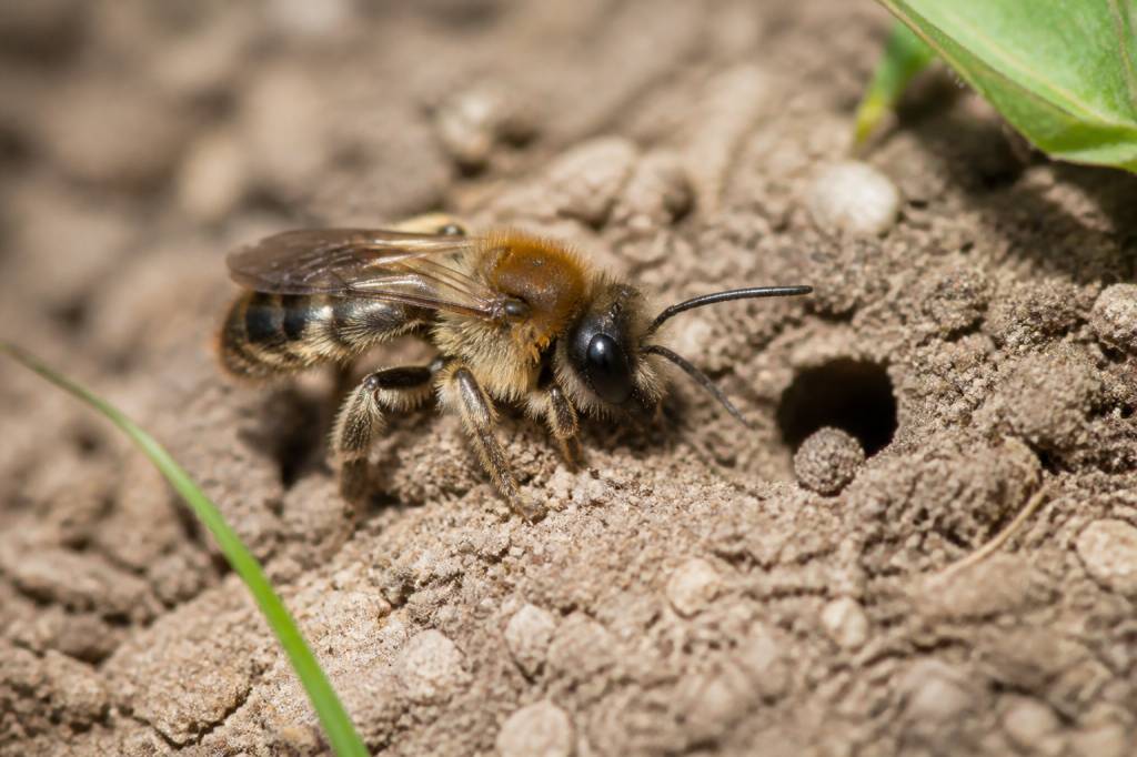 Andrènes ou abeilles de terre : comment les reconnaître et les protéger au jardin