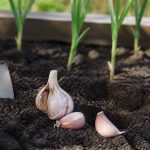 Ail d'hiver : conseils de culture et d'entretien au potager