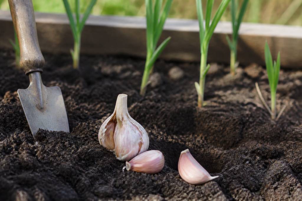 Ail d&rsquo;hiver : conseils de culture et d&rsquo;entretien au potager