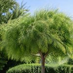 Arbre à perruque croissance : vitesse, conditions et conseils d’entretien