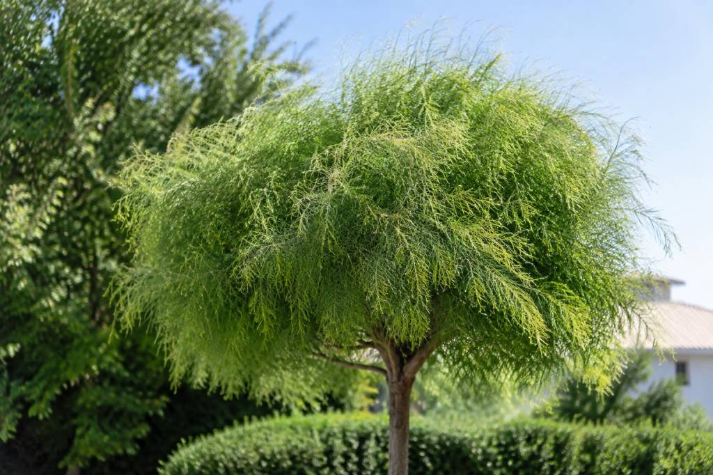 Arbre à perruque croissance : vitesse, conditions et conseils d’entretien