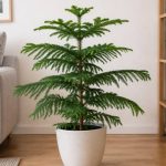 Araucaria heterophylla intérieur : guide de culture et d’entretien en pot