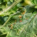 Araignée rouge tomate : comment l’identifier et la traiter au jardin