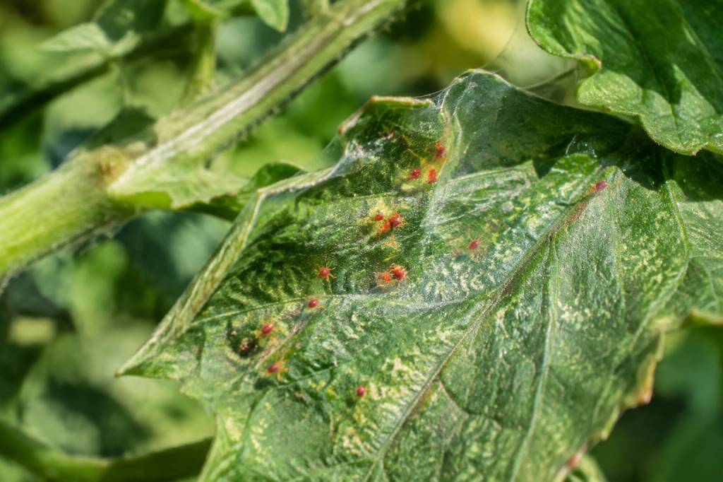 Araignée rouge tomate : comment l’identifier et la traiter au jardin