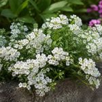 Alysses odorantes : conseils de culture, de plantation et d’entretien