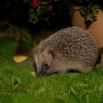 Comment apprivoiser un hérisson dans son jardin ?