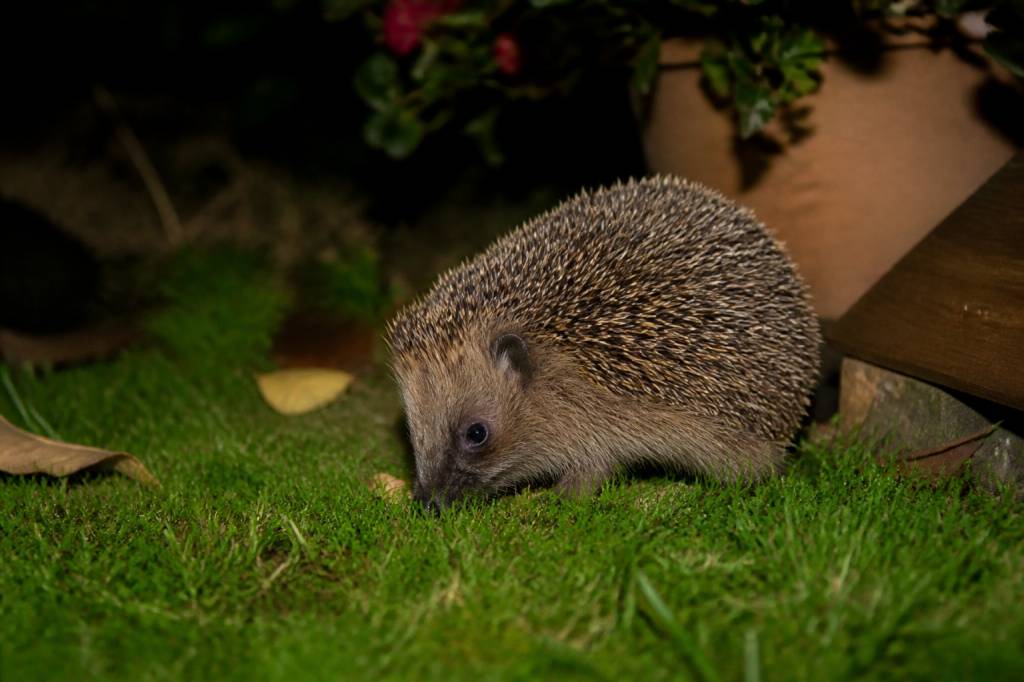 Comment apprivoiser un hérisson dans son jardin ?
