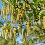 Arbres à chatons : variétés, caractéristiques et conseils de culture