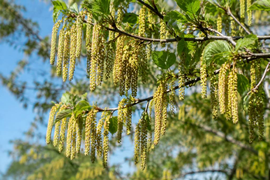 Arbres à chatons : variétés, caractéristiques et conseils de culture