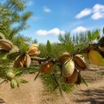 Amandier culture : conseils essentiels pour réussir sa plantation et sa production