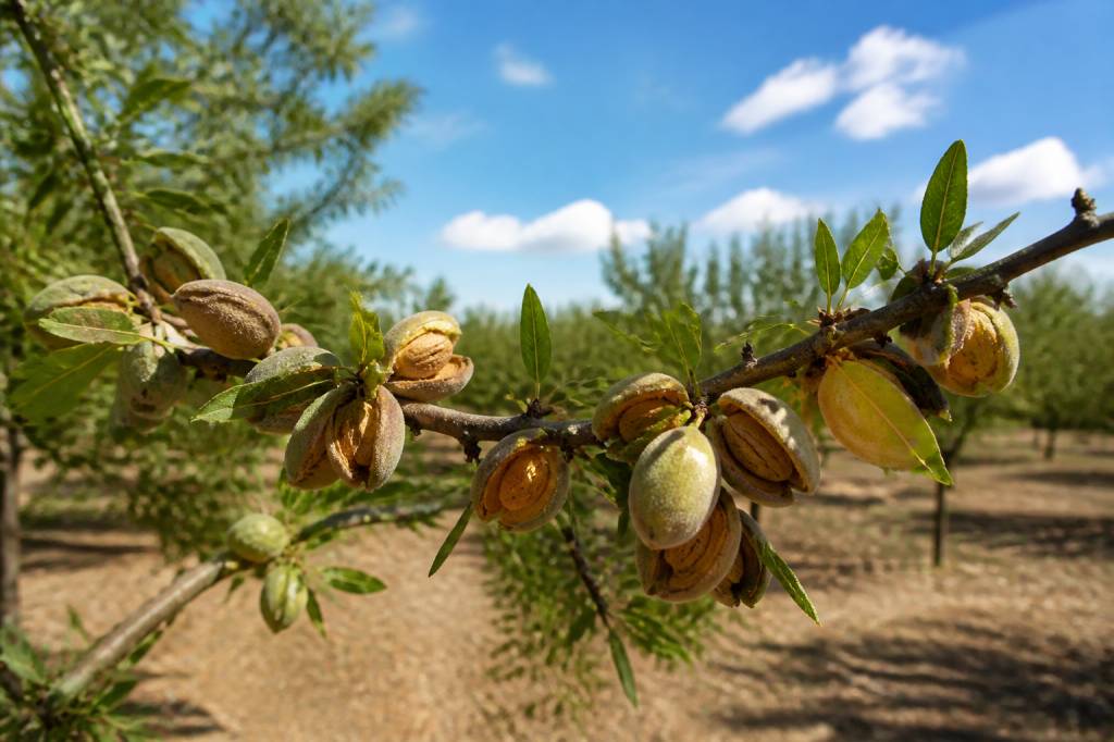 Amandier culture : conseils essentiels pour réussir sa plantation et sa production