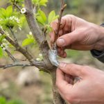 Greffage abricotier : techniques et période idéale pour réussir la greffe