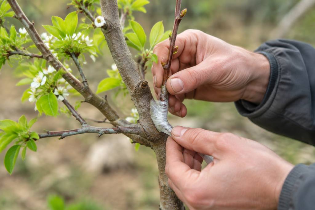 Greffage abricotier : techniques et période idéale pour réussir la greffe