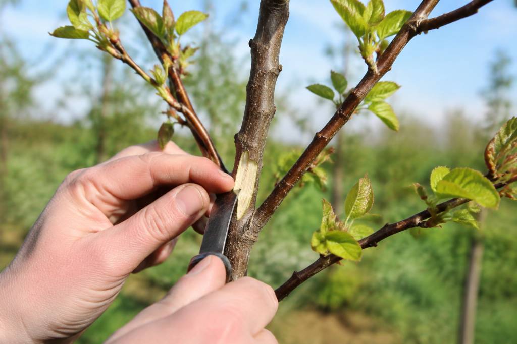 Quand et comment greffer un abricotier : périodes et techniques à connaître