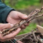 Greffons de cerisier : comment bien les choisir pour réussir sa greffe
