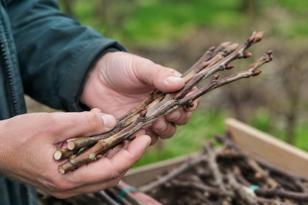 Greffons de cerisier : comment bien les choisir pour réussir sa greffe