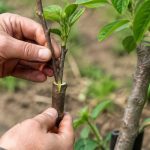 Greffer un noyer : méthodes et conseils pour réussir la greffe