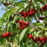 Production cerisier : techniques et conseils pour une récolte abondante