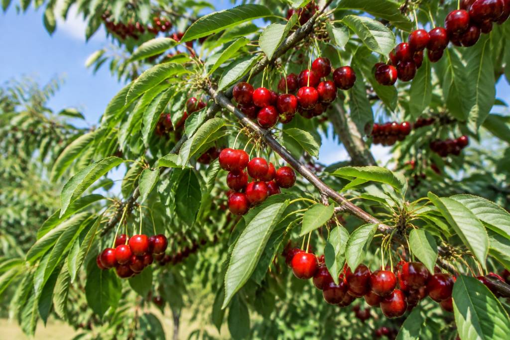 Production cerisier : techniques et conseils pour une récolte abondante