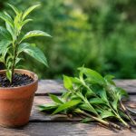 Bouture pêcher : réussir la multiplication de cet arbre fruitier
