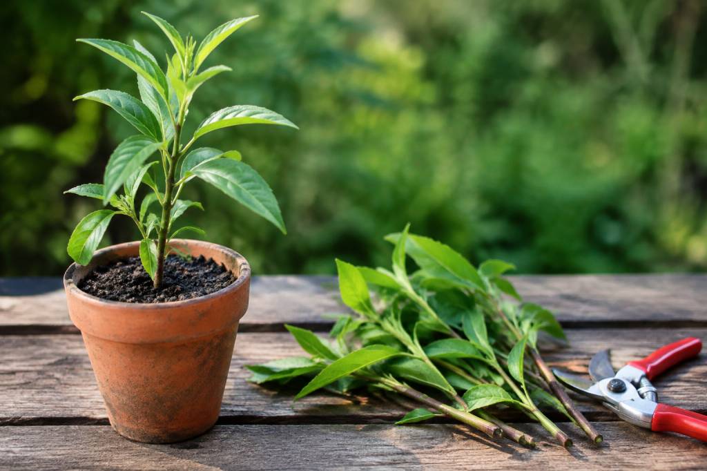 Bouture pêcher : réussir la multiplication de cet arbre fruitier