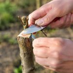 Greffage cerisier période : quand greffer un cerisier ?