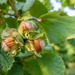 Comment obtenir de grosses noisettes au jardin ?