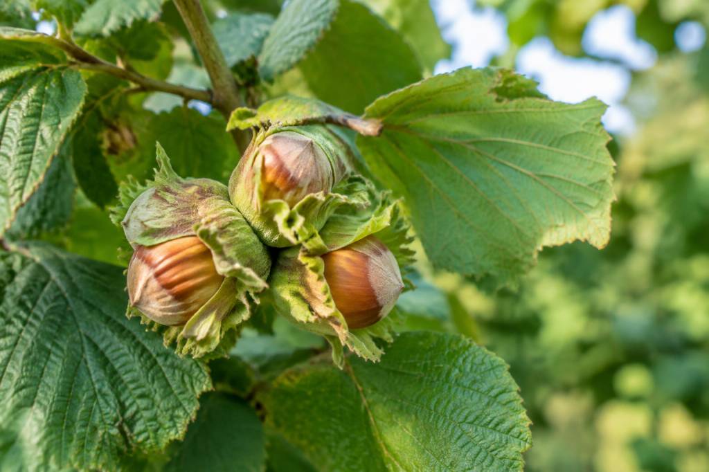 Comment obtenir de grosses noisettes au jardin ?