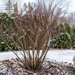 Amélanchier en hiver : comment le protéger et le préparer au printemps