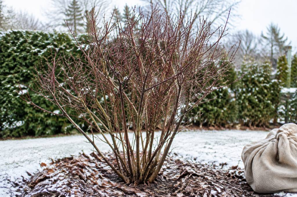 Amélanchier en hiver : comment le protéger et le préparer au printemps