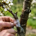 Comment greffer un cerisier sur merisier ?