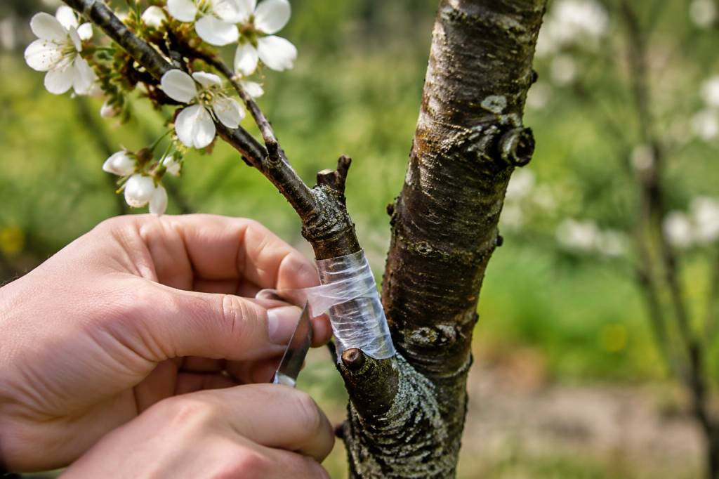 Comment greffer un cerisier sur merisier ?
