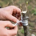 Greffe sur prunellier : techniques et variétés compatibles