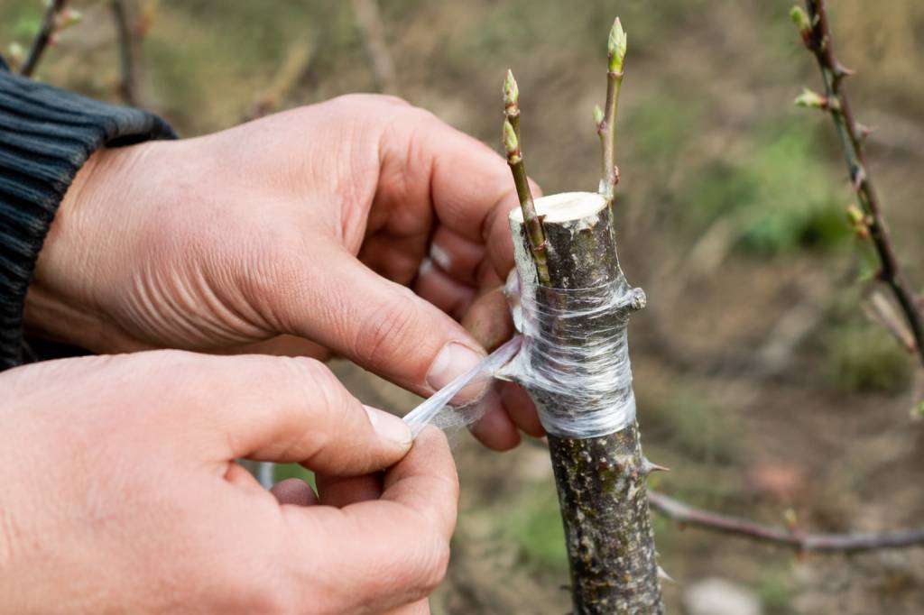 Greffe sur prunellier : techniques et variétés compatibles