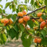 Abricotier porte-greffe : comment choisir le meilleur porte-greffe ?