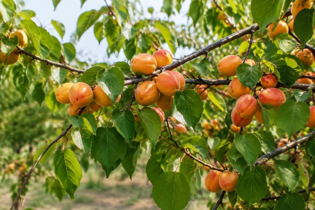 Abricotier porte-greffe : comment choisir le meilleur porte-greffe ?