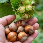 Comment obtenir une grosse noisette grâce à la greffe et à de bonnes pratiques de culture