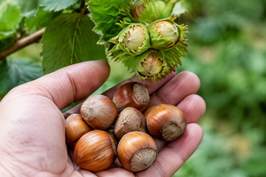 Comment obtenir une grosse noisette grâce à la greffe et à de bonnes pratiques de culture