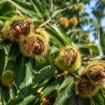 Châtaignier greffé : variétés, plantation et entretien au jardin