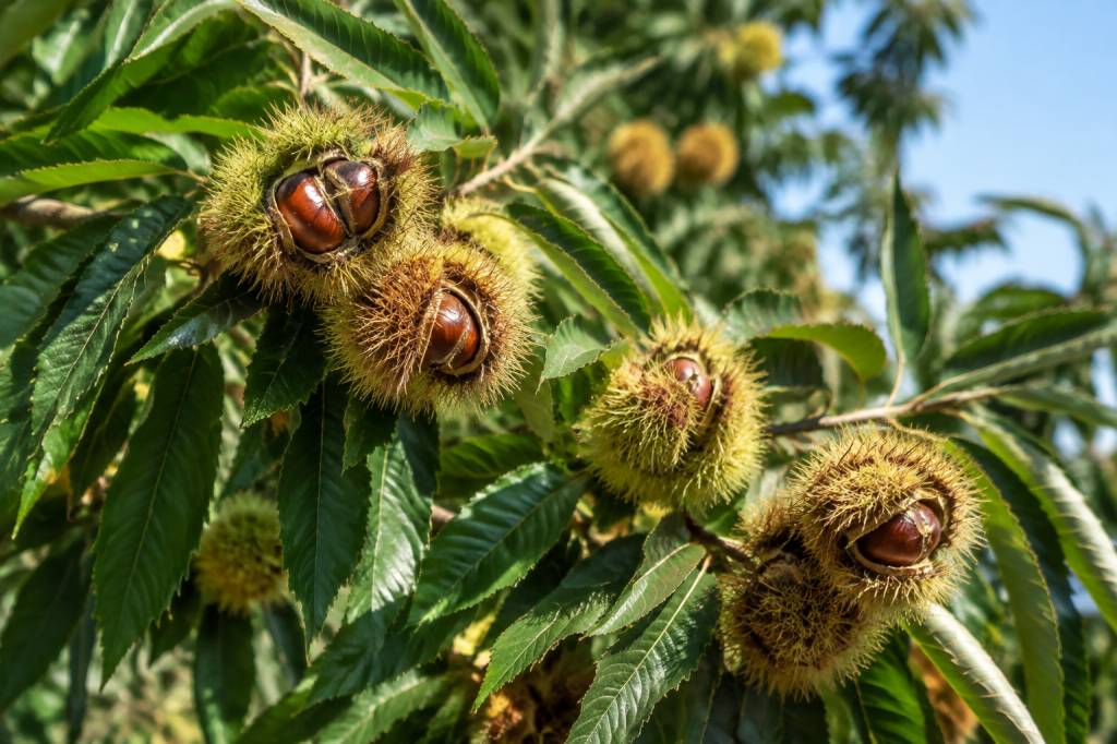 Châtaignier greffé : variétés, plantation et entretien au jardin