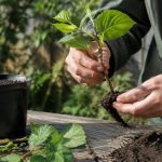 Bouturage du noisetier : réussir la multiplication de cet arbuste au jardin