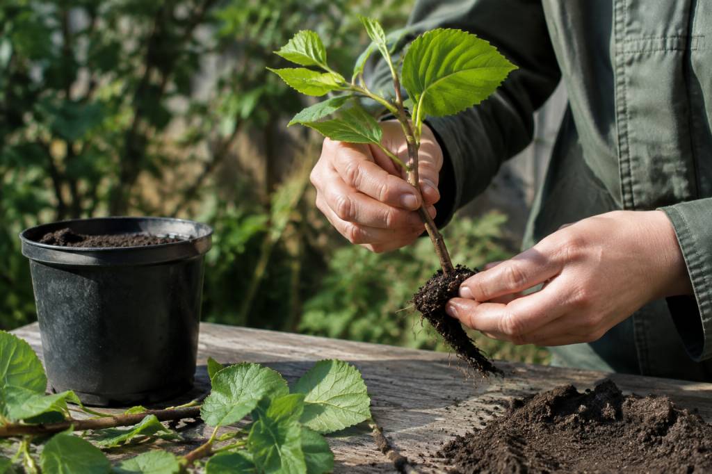 Bouturage du noisetier : réussir la multiplication de cet arbuste au jardin