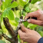 Greffage du figuier : techniques et période idéale