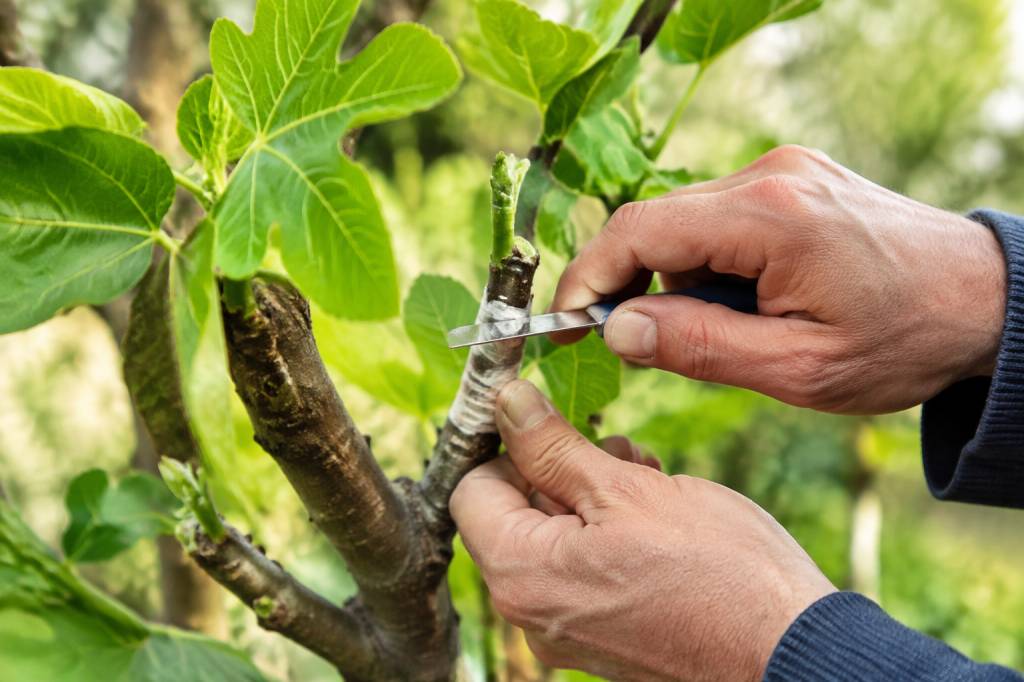 Greffage du figuier : techniques et période idéale