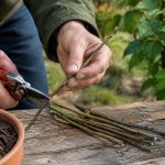 Comment bouturer un noisetier : méthodes et conseils pratiques