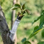 Greffe du noyer : techniques et conseils pour réussir la multiplication de l’arbre
