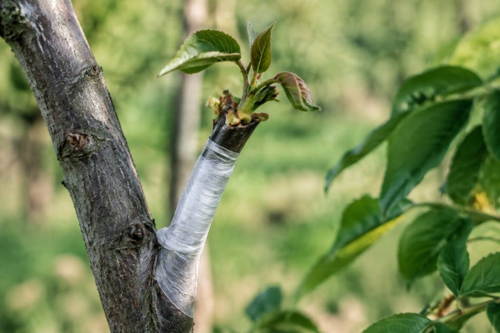 Greffe du noyer : techniques et conseils pour réussir la multiplication de l’arbre