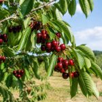 Cerisier duroni : culture, plantation et entretien du fruitier